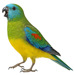 Turquoise Parakeet